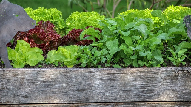 Raised Gardens to grow vegetables or flowers