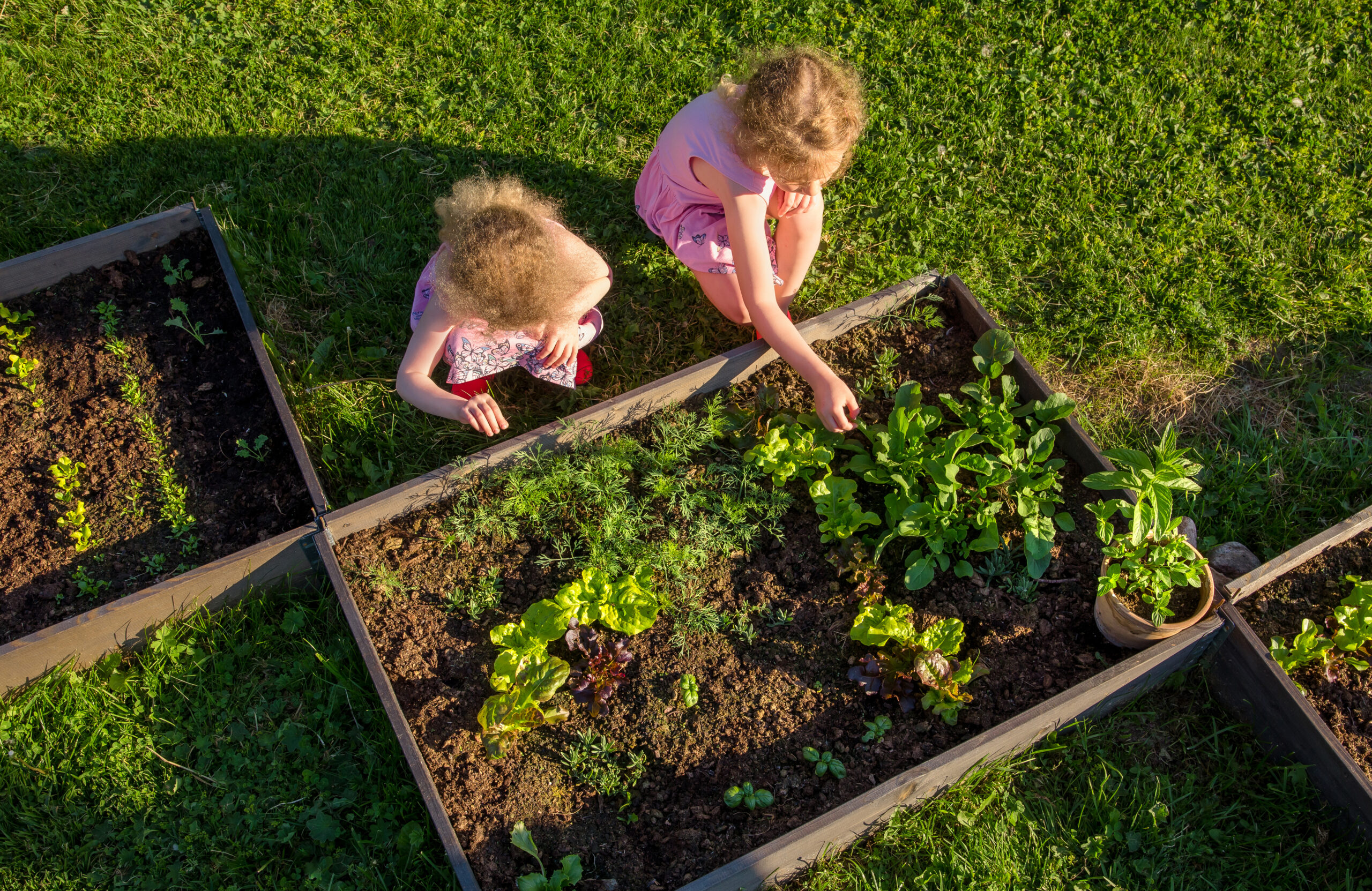 Simple Gardening Tips