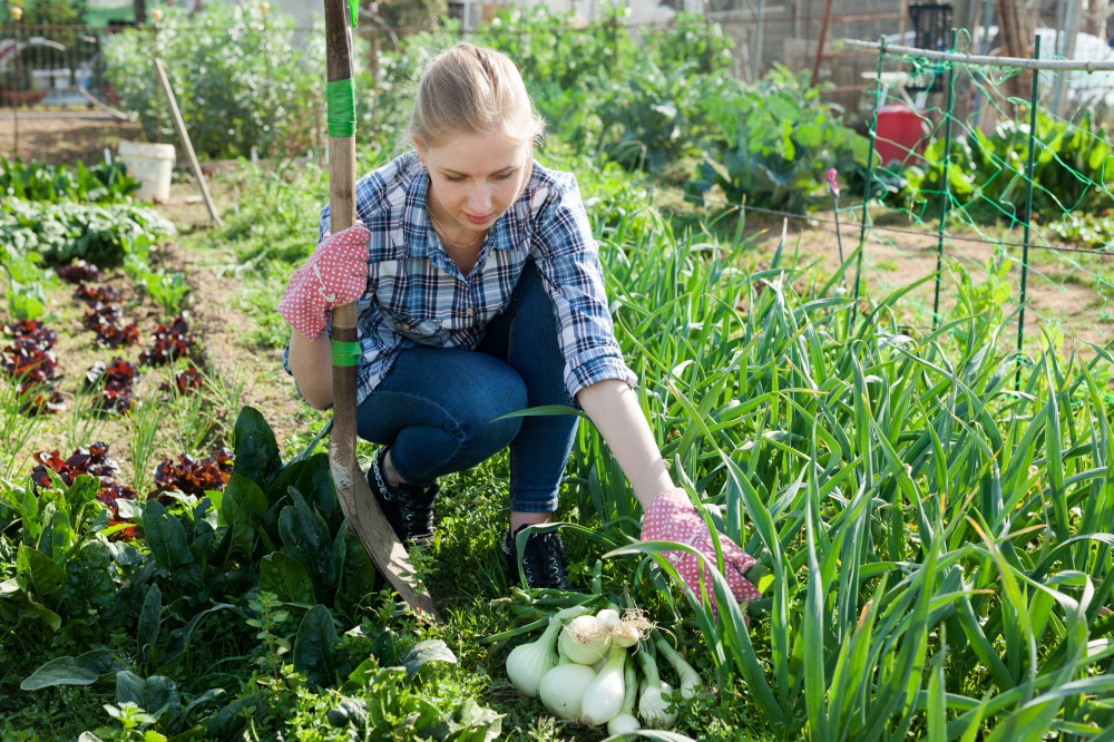 Gardening Tips That Help Beginners Be better Part 2- Lady In Her Veggie Garden